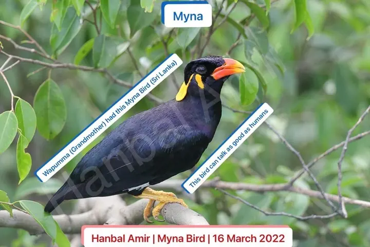 Myna Bird, article by Hanbal Amir, 16 March 2022