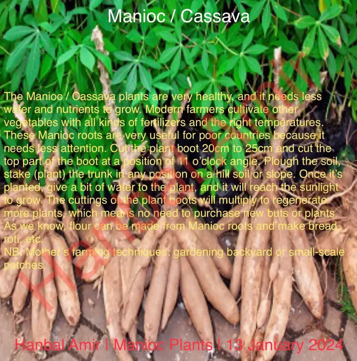 Manioc Plants, article by Hanbal Amir, 13 January 2024